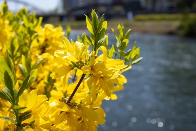 【切手】今日の誕生花と花言葉はレンギョウ で「集中力」 : 今日の花と花言葉で始まる一日